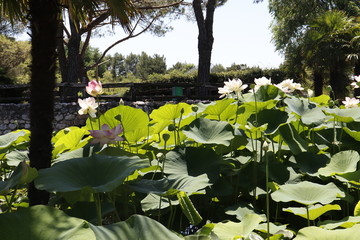 lilies in garden