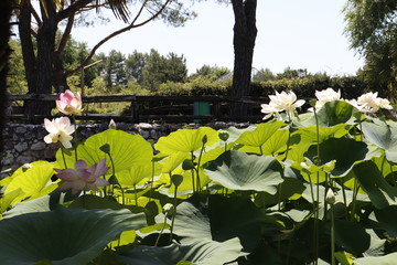 water lilies in the garden