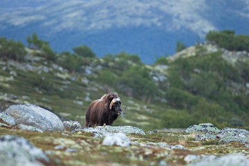 muskox, ovibos moschatus, Norway, Dovrefjell National park