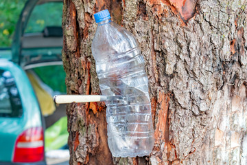 Obraz premium Empty compressed plastic bottle nailed to a tree with a knife