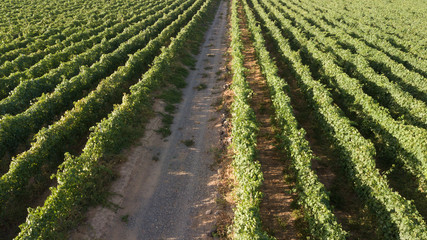 aerial view of a path through a large vineyard with bunches of grapes ready for harvest. Mountains and hills in the background. Blue sky. Sun of the sunset