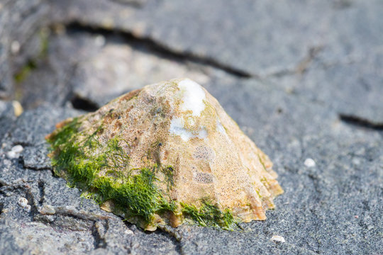 Common limpet attached to a rock