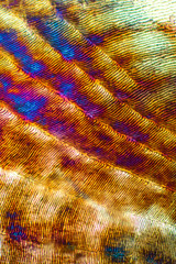 Abstract micrograph of a scale from a red snapper fish.
