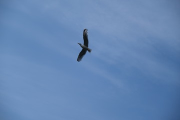 beautiful diving gull in the blue sky