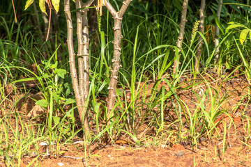 Cassava or manioc plant field in Brazil