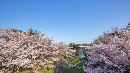 春の蹴上インクライン