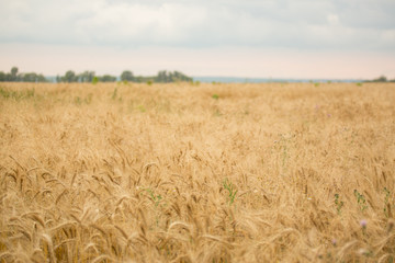 golden wheat field