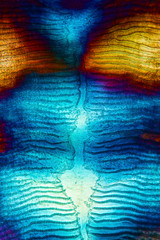 Abstract micrograph of a scale from a red snapper fish.