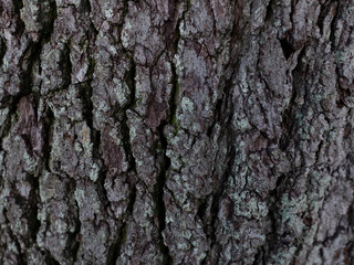 Tree Bark Texture