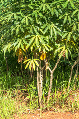 Cassava or manioc plant field in Brazil