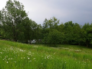 in the foreground a meadow with flowering daisies, in the background a small pond, on the banks dense vegetation with large trees with dense foliage. The landscape has many different shades of green
