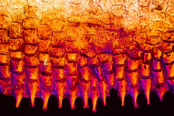 Abstract micrograph of a scale from a red snapper fish.