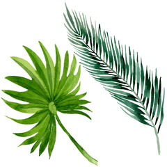 Palm beach tree leaves jungle botanical. Watercolor background illustration set. Isolated leaves illustration element.