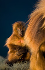 Babuino Gelada,Montañas Simien, Etiopia, Africa