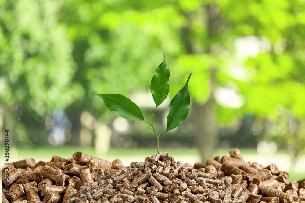 Canvas Prints Growing plant tree  on background