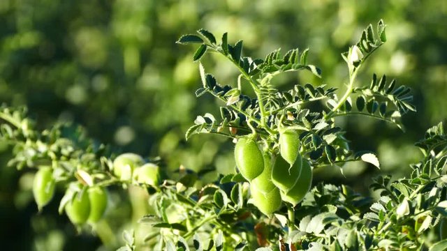 chickpea field, chickpea cultivation in continental climate, close-up chickpea plant, 