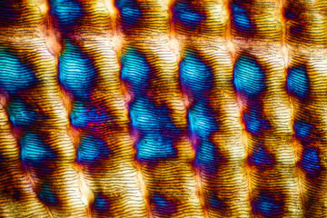 Abstract micrograph of a scale from a red snapper fish.