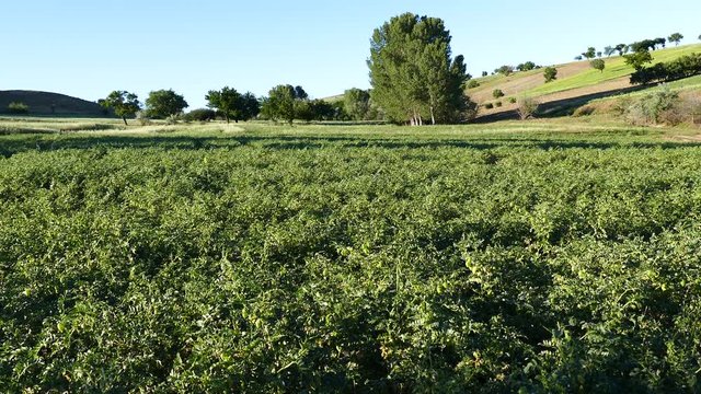 chickpea field, chickpea cultivation in continental climate, close-up chickpea plant, 
