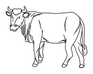 Fototapeta na wymiar Cow animal sideview cartoon isolated in black and white