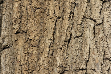 bark of a tree closeup