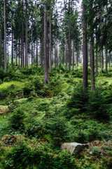 On the trail in Giant Mountains (Karkonosze), Polish - Czech Republic border. European Union. 