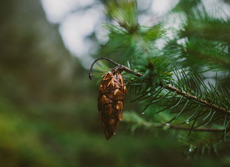 pinecone on a tree