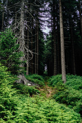 On the trail in Giant Mountains (Karkonosze), Polish - Czech Republic border. European Union. 