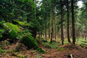On the trail in Giant Mountains (Karkonosze), Polish - Czech Republic border. European Union. 