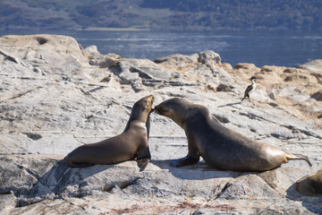 South American sea lion colony on Beagle channel