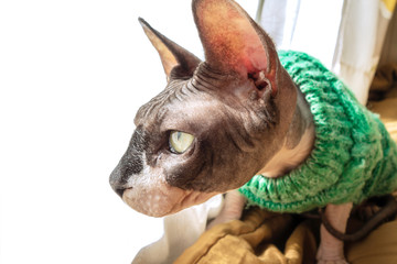 Cat of breed the canadian Sphinx in sweater near the window. Hairless tomcat portrait close up.