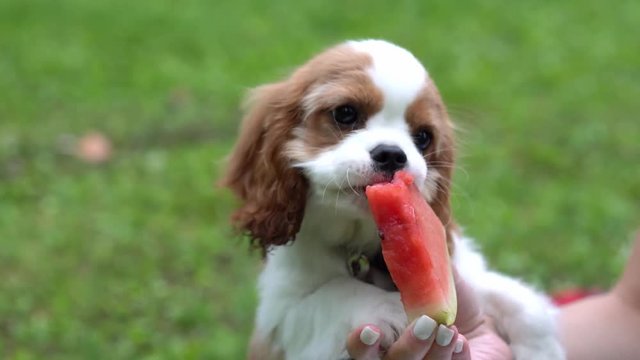 Cute Cocker spaniel dog eating watermelon in the park. Picnic. Concept healthy food