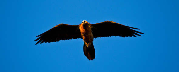 Quebrantahuesos, Montañas Simien, Etiopia, Africa