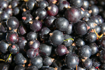 Blackcurrant berries in a bowl close-up