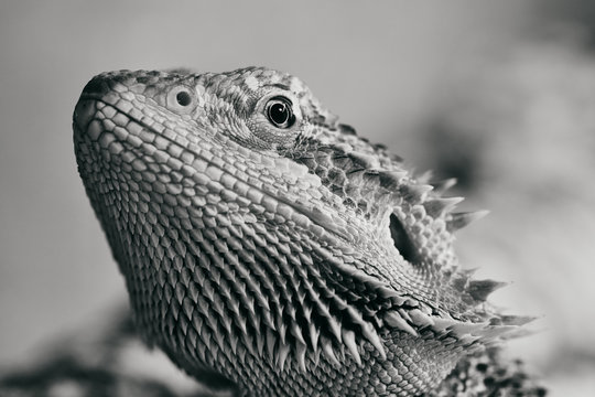 half portrait of a female bearded dragon (Bartagame), macro black and white picture