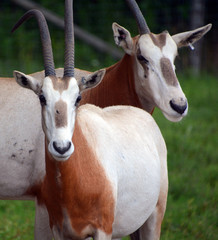 The East African oryx (Oryx beisa), also known as the beisa is a species of antelope from East...