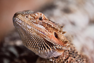 half portrait of a female bearded dragon (Bartagame), macro color picture