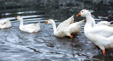 Obraz premium White domestic geese swimming in the lake. Group of geese heading to the water of a lake