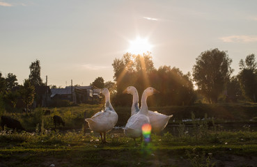 Obraz premium Domestic geese in a meadow in the countryside in the sunset