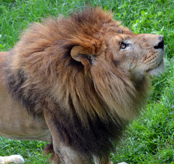 africa, african, animal, beautiful, big, carnivore, cat, cub, danger, dangerous, endangered,...