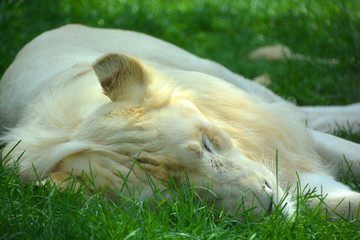 White lion is a rare color mutation of the lion. Until 2009 when the first pride of white lions was...