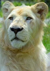 White lion is a rare color mutation of the lion. Until 2009 when the first pride of white lions was...