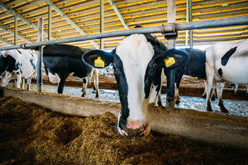 Holstein Frisian diary cow muzzle, close up