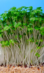 Cress salad young sprouts close up on green background selected focus. Eating right, stay young and modern restaurant cuisine concept