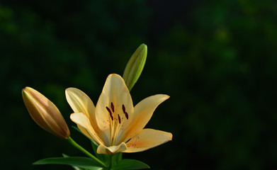 A yellow lily flowers in front of green background