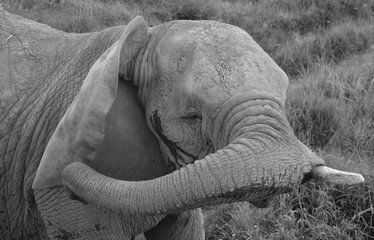 Close up African elephants are elephants of the genus Loxodonta. The genus consists of two extant...