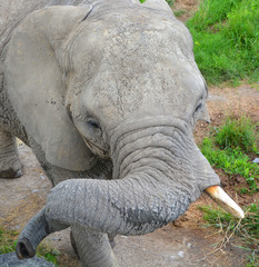 Close up African elephants are elephants of the genus Loxodonta. The genus consists of two extant...