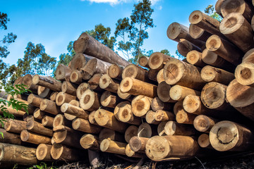 Plantation Eucalyptus trees being harvested for wood chipping