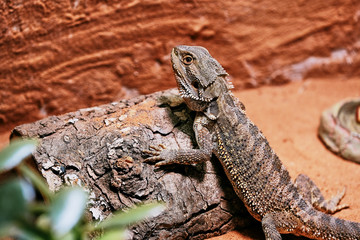 male bearded dragon (Bartagame) is lying on wood in its private home terrarium