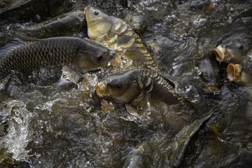 Carps in river