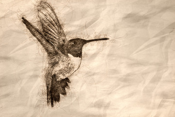 Sketch of Black-Chinned Hummingbird Searching for Nectar in the Garden
